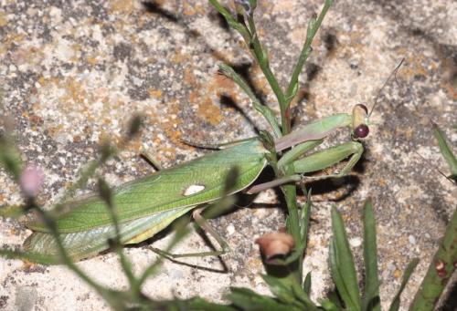 Sphodromantis viridis